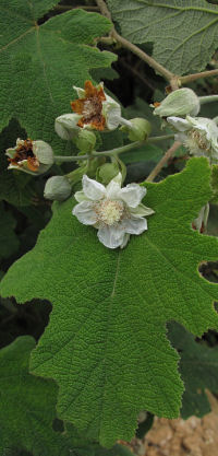 Rubus malvaceus